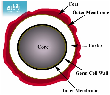 سپۆرە ناوەکییەکان